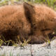 small slleepy red fox