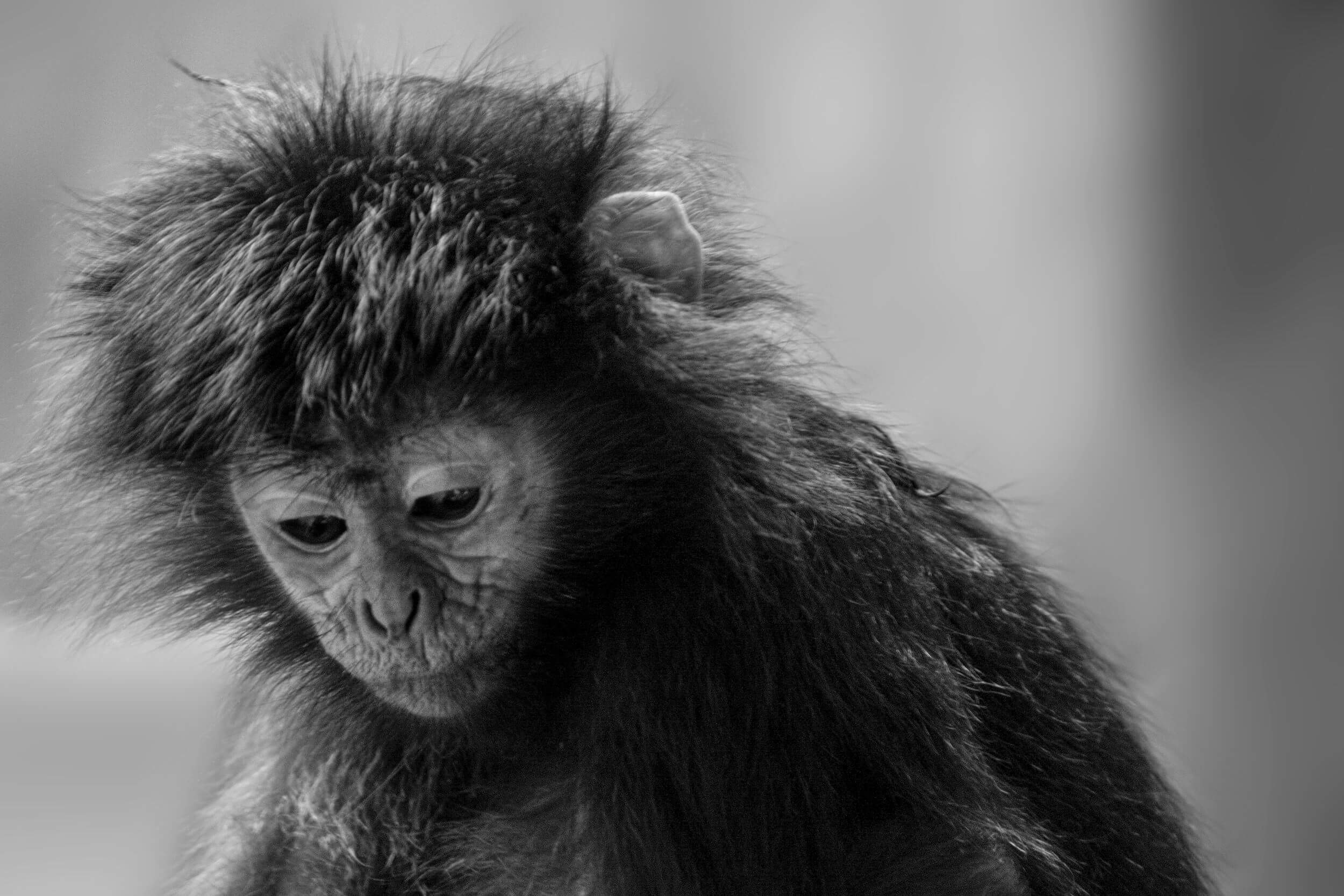 sadness monkey animals