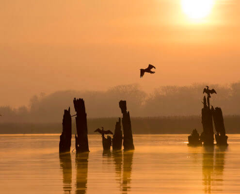 Ggreat cormorant, Phalacrocorax carbo, Kormoran zwyczajny, cormorant, black birds, sunrise, sunset, sun rise, orange sky, orange water, water, birds