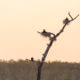 Ggreat cormorant, Phalacrocorax carbo, Kormoran zwyczajny, cormorant, cormorants nest, black birds, tree, nest, parents, gniazdo, gniazdo kormoranów