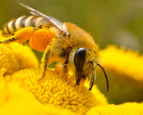 Pszczoła w pracy