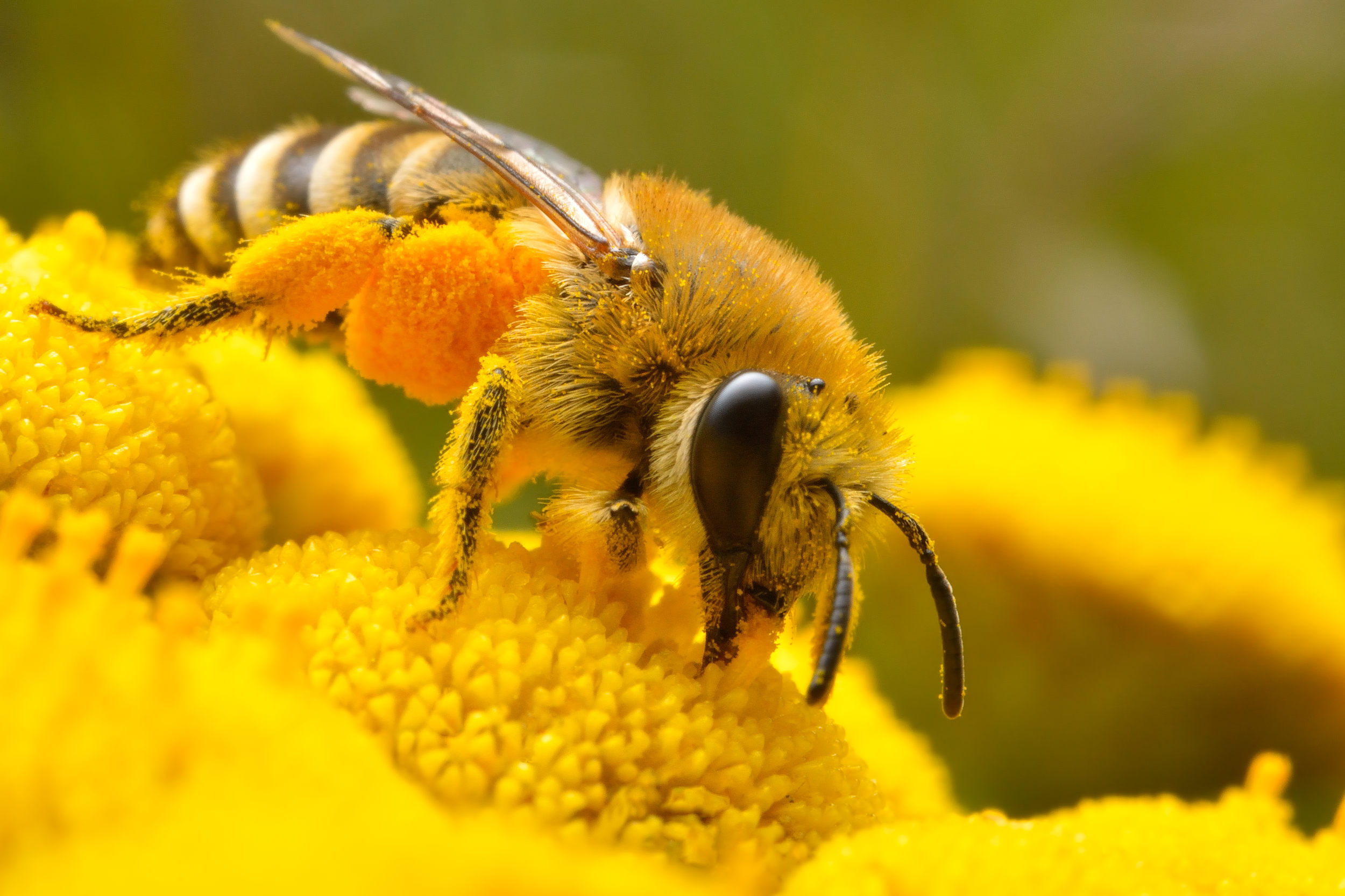Pszczoła w pracy