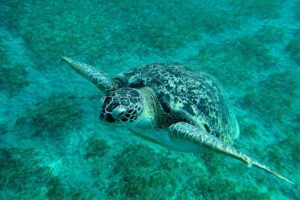 Turtle, underwater
