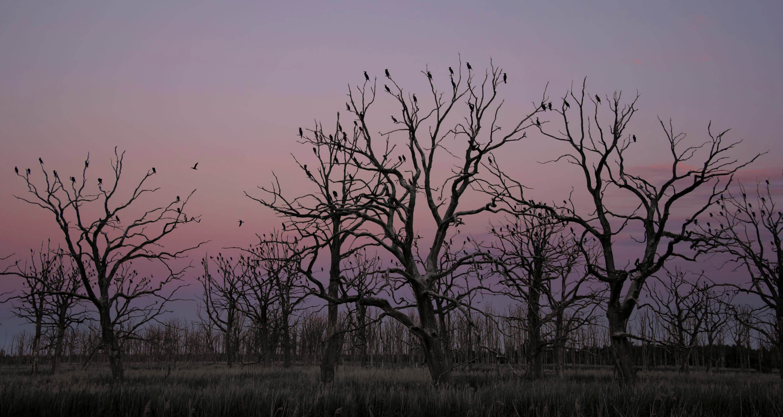 Cormorants on Dead Trees, cormorant, cormorants, sunset, sunrise, dark, kormorany,