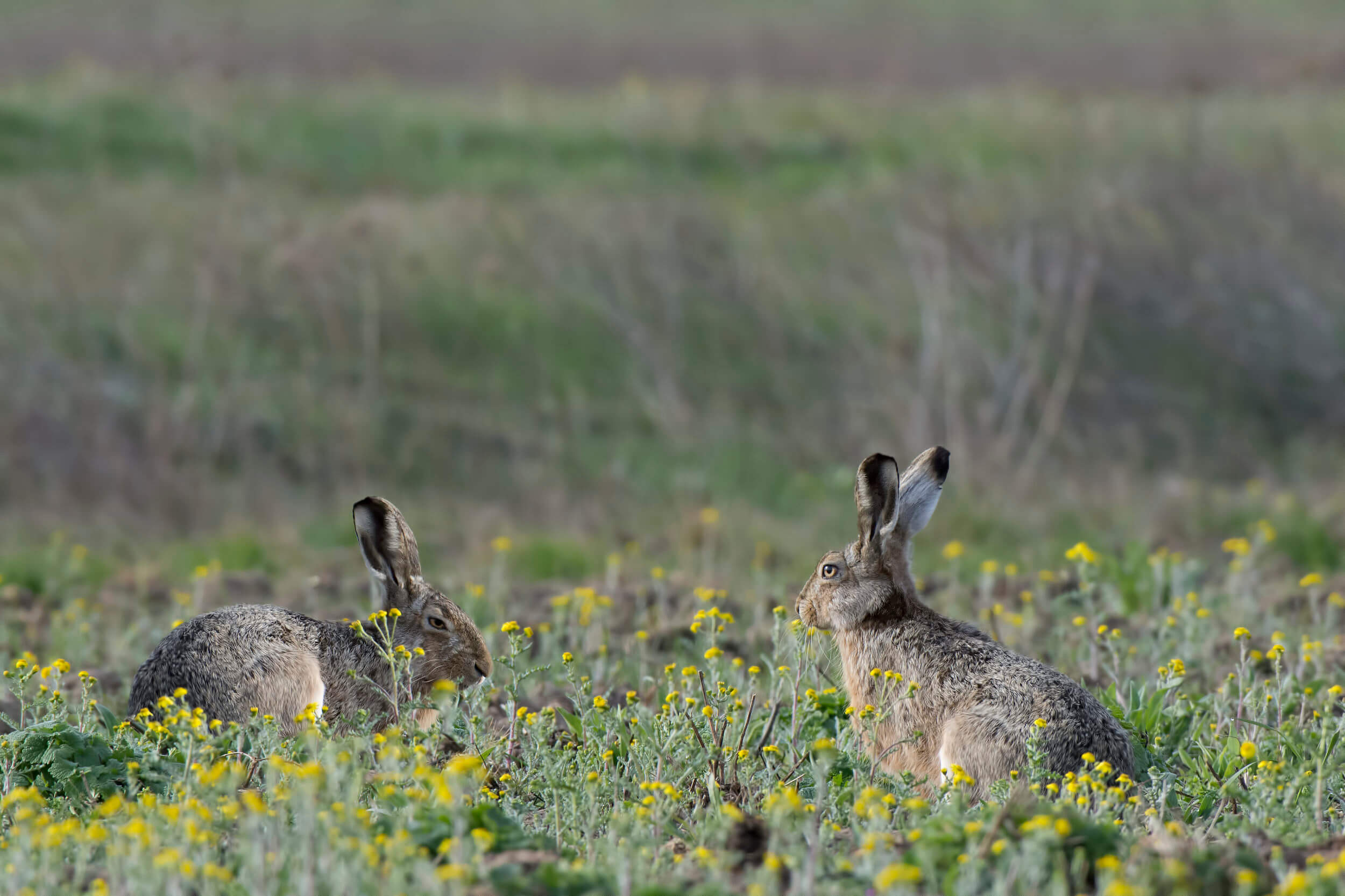 hares rabbits animals