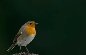 Robin, Erithacus rubecula, Rudzik, Raszka, orange bird, bird, smll bird, pomarańczowy ptak, ptak
