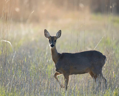 Roe Deer, Capreolus animal