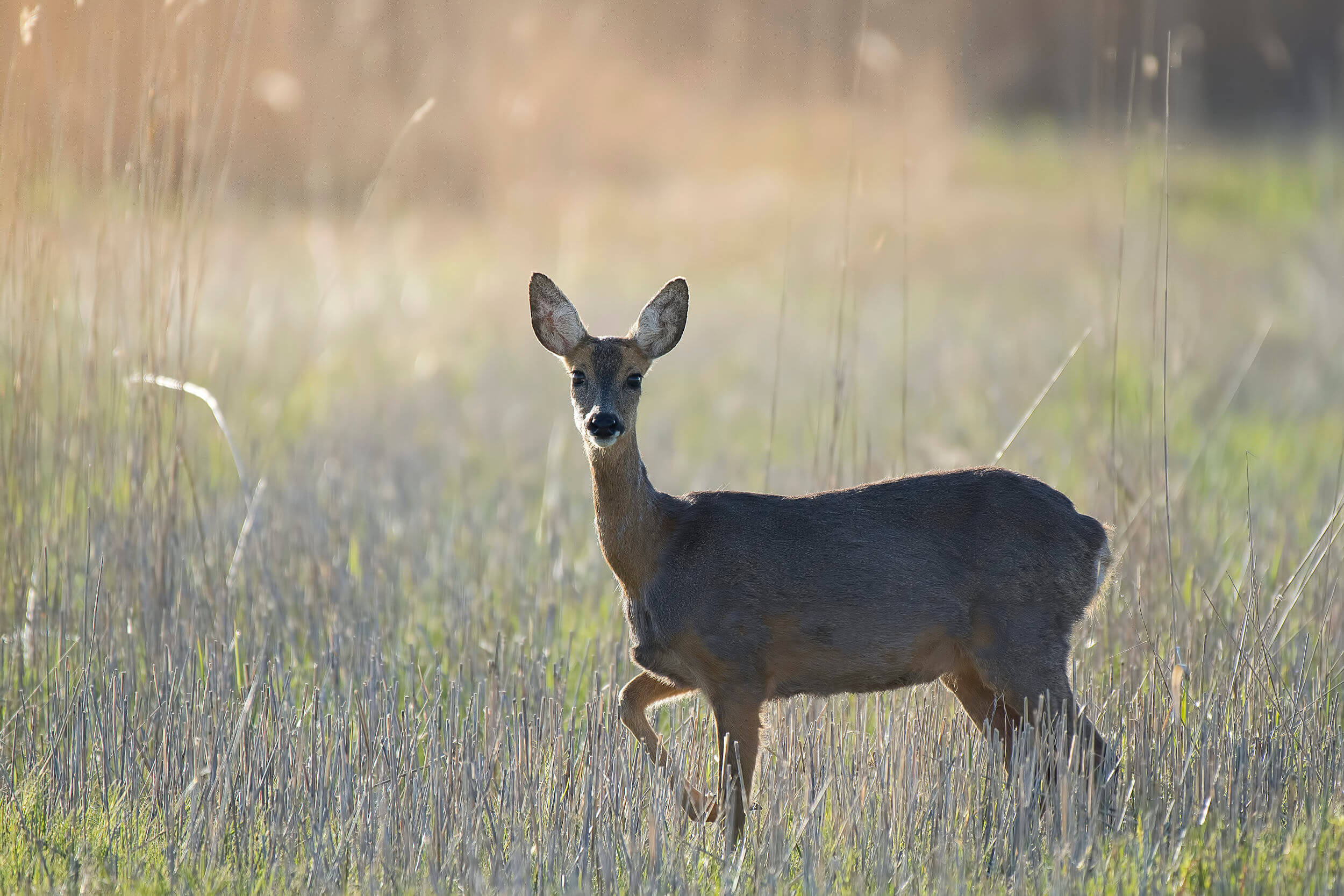 Roe Deer, Capreolus animal
