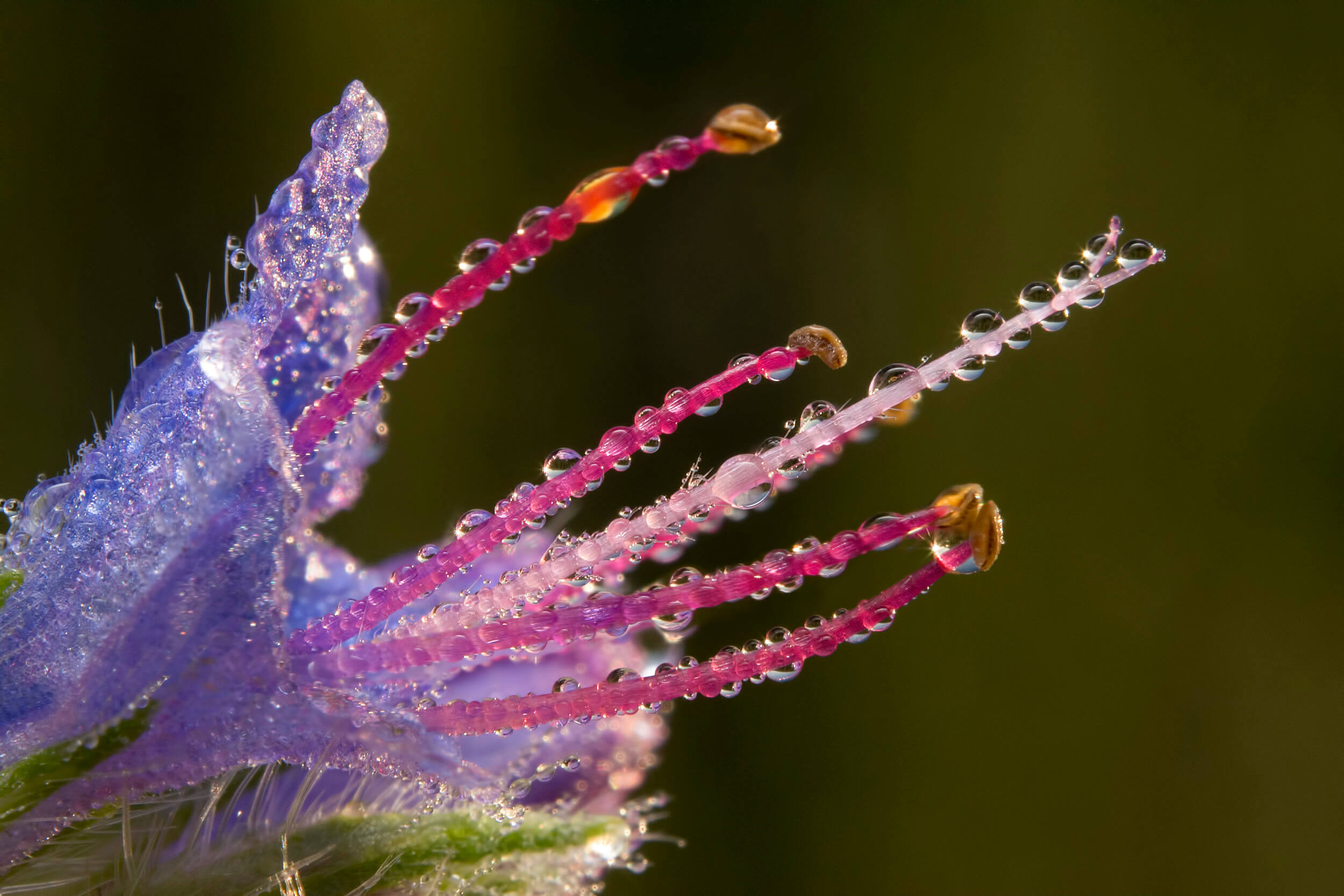 Flower with dew