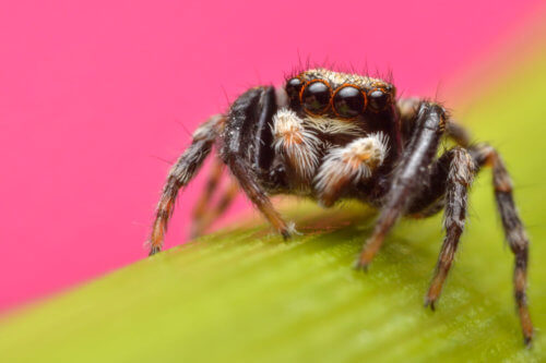 Jumping spider on flower, evarcha arcuata