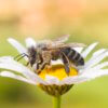 European honey bee