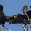 Fighting cormorants