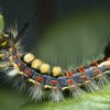 The rusty tussock moth, Vapourer