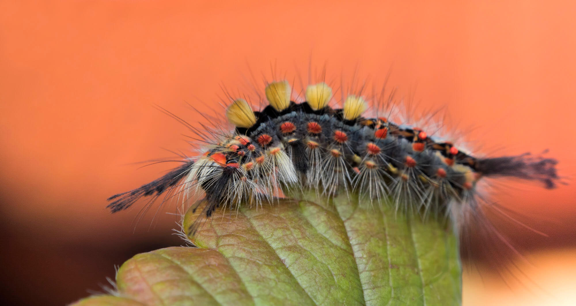 The rusty tussock moth, Vapourer