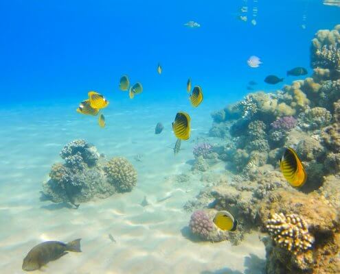 Red sea reef