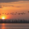 birds, sun rise, sunset