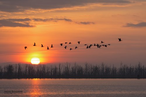 birds, sun rise, sunset