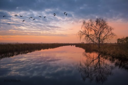 tree reflection, birds