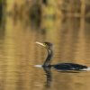 Ggreat cormorant, Phalacrocorax carbo, Kormoran zwyczajny, cormorant, black bird, water, water bird