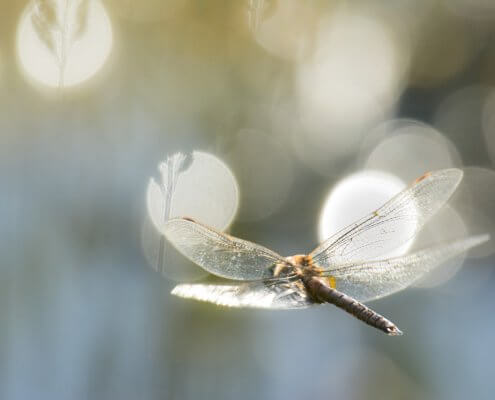 Flying dragonfly