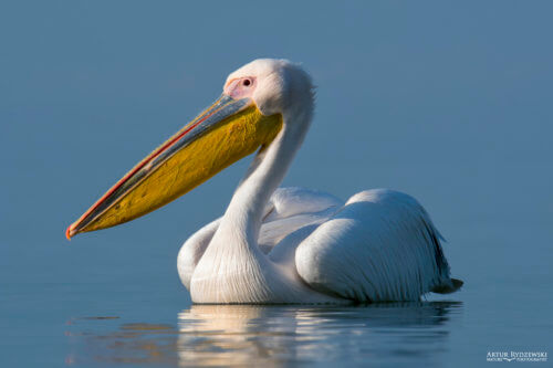 great white pelican Pelecanus onocrotalus eastern white pelican rosy pelican white pelican big white bird with big orange yellow beak close up bird eye lake river water