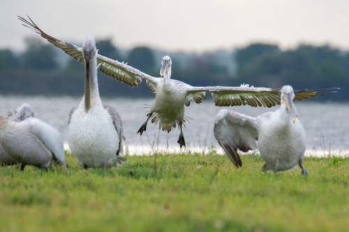 Dalmatian pelican, Pelecanus crispus, tree in water, lake kerkinie, lake, grass, white bird, Pelikan kędzierzaw, pelikan, ptaki wodne, woda, jezioro