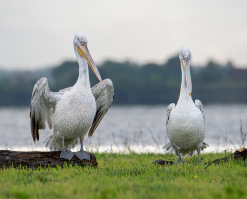 Dalmatian pelican, Pelecanus crispus, tree in water, lake kerkinie, lake, grass, white bird, Pelikan kędzierzaw, pelikan, ptaki wodne, woda, jezioro, drzewo w wodzie