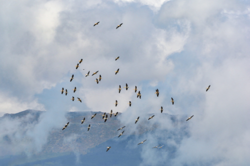 Dalmatian pelican, Pelecanus crispus, Pelikan kędzierzaw, sky, clouds, pelicans in flight