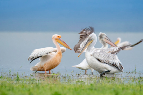 Dalmatian pelican, Pelecanus crispus, Pelikan kędzierzaw, Great white pelican, Pelecanus onocrotalus, lake kerkini, Pelikan różowy, woda, jezioro, biały ptak