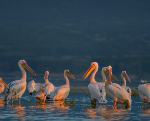 white pelicans birds, pelican, Great white pelican, Pelecanus onocrotalus, wildlife nature photography, morning light, sunrise