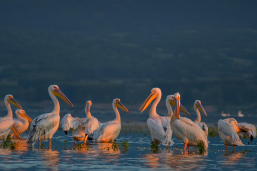 white pelicans birds, pelican, Great white pelican, Pelecanus onocrotalus, wildlife nature photography, morning light, sunrise