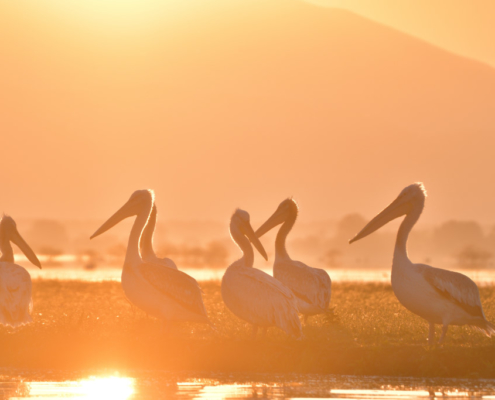 White pelicans in the morning light in lake Kerkini, big white birds