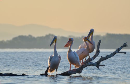 Big white pelicans on the branch in Kerkini lake, branch in water, sunset, sunrise, nature photography, wildlife