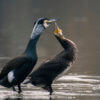 Ggreat cormorant, Phalacrocorax carbo, Kormoran zwyczajny, kormoran czarny, black water bird, do you love me, birds in live