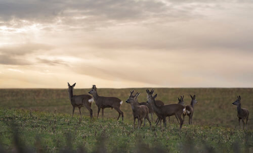 European roe deer, Capreolus capreolus, Sarna, koziołek, animals field sunset sky