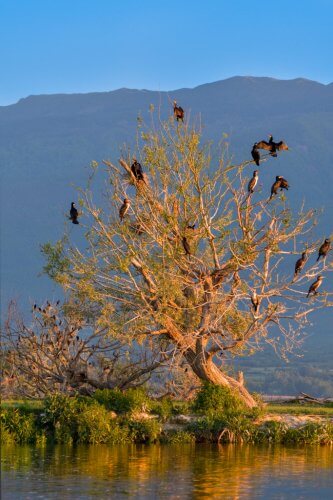 Great cormorant, Phalacrocorax Carbo, Kormoran Zwyczajny, tree in morning sun cormorant on it, cormorants on tree, landscape, birds, black birds, cormorants