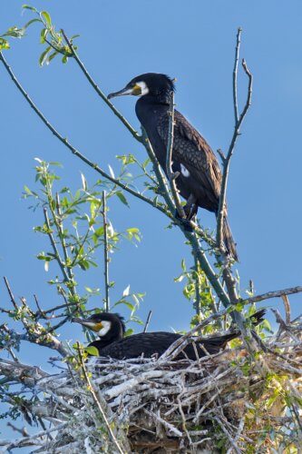 Great cormorant, Phalacrocorax Carbo, Kormoran Zwyczajny, cormorants on tree, nest, cormorants nest, nest on tree, nature, nature photography, birds, black birds