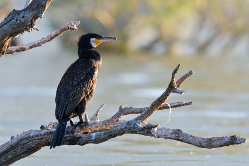 Great cormorant, Phalacrocorax Carbo, Kormoran Zwyczajny, cormorant on branch, branch, bird, black bird, nature photography, landscape