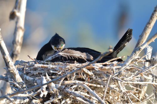 Great cormorant, Phalacrocorax Carbo, Kormoran Zwyczajny, cormorant in nest, nest, feather, close up, black bird, nature photography