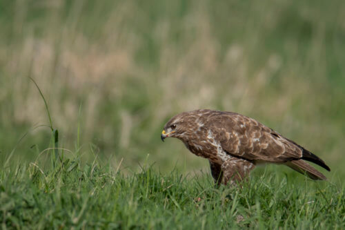 brown bird, Bird of prey Common buzzard, buteo buteo, Myszołów, wildlife nature photography, Artur Rydzewski