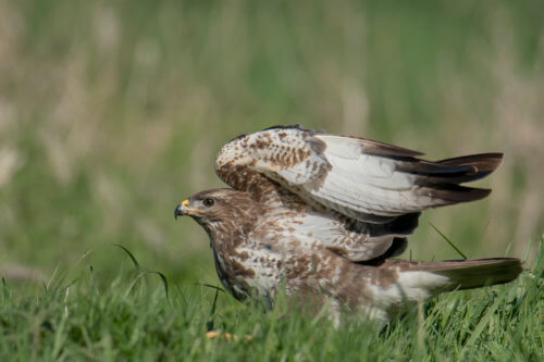 brown bird, Bird of prey Common buzzard, buteo buteo, Myszołów, wings wildlife nature photography, Artur Rydzewski