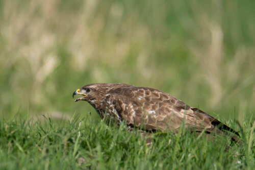 brown bird, Bird of prey Common buzzard, buteo buteo, Myszołów, wildlife nature photography, Artur Rydzewski