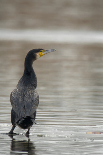 Ggreat cormorant, Phalacrocorax carbo, Kormoran zwyczajny, kormoran czarny, black water bird