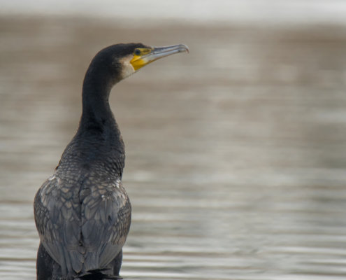 Ggreat cormorant, Phalacrocorax carbo, Kormoran zwyczajny, kormoran czarny, black water bird