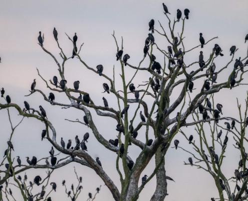 cormorants kormorany