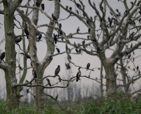 Cormorants black birds trees nature