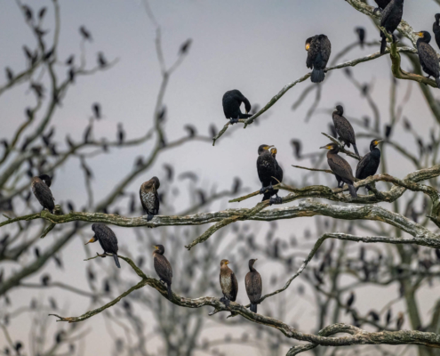 Cormorants black birds trees nature