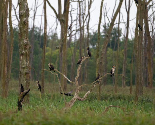 Cormorants black birds trees nature