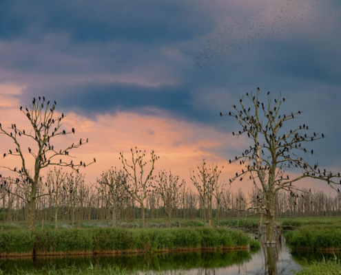 Cormorants black birds trees nature sunset sunrise sky