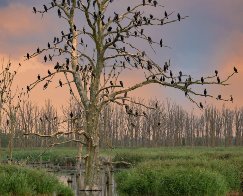 Cormorants black birds trees nature sky clouds sunset sunrise